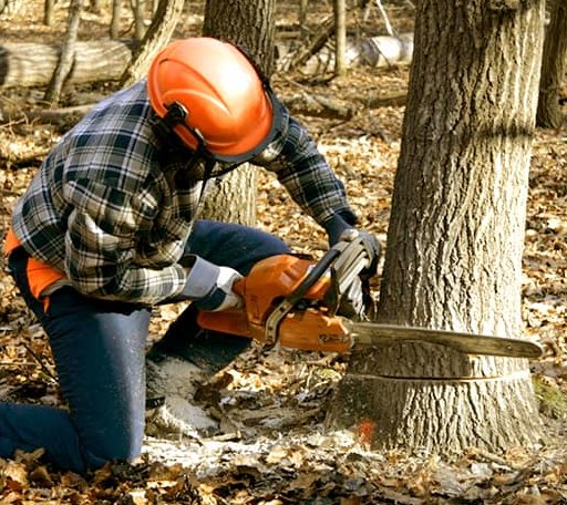 Tree Removal in Burton, TX